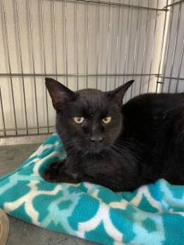 Rescue Domestic Short Hair Cats for Adoption in Rock Springs, Wyoming - Leopold | PetCurious