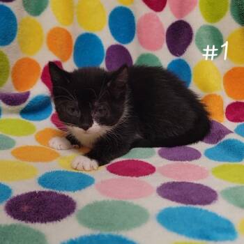 Arrow -  Domestic Short Hair Cat for Adoption in Parkersburg, West Virginia - Arrow | PetCurious