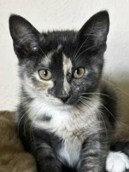 Willow -  Domestic Short Hair Cat for Adoption in Fort Worth, Texas - Willow | PetCurious