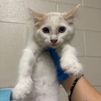 Casper -  Domestic Short Hair Cat for Adoption in Milton, Florida - Casper | PetCurious