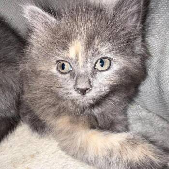 Ghurli -  Domestic Long Hair Cat for Adoption in Fredericksburg, Virginia - Ghurli | PetCurious