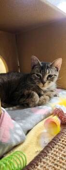Tabby Cats Available for Adoption in Farmland, Indiana - Nikki4Paws | PetCurious