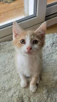 Tweek -  Domestic Short Hair Cat for Adoption in Germantown, Ohio - Tweek | PetCurious