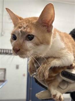 CHIRASHIZUSHI -  Domestic Medium Hair Cat for Adoption in Corpus Christi, Texas - CHIRASHIZUSHI | PetCurious