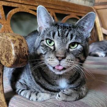 Rescue Domestic Short Hair Cats for Adoption in East Brunswick, New Jersey - Dorian | PetCurious