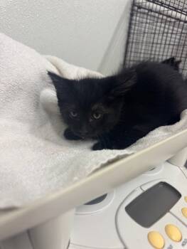 Rescue Domestic Medium Hair Cats for Adoption in Hayward, California - A136320 | PetCurious