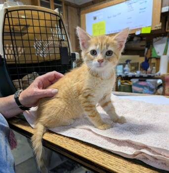 Wally -  Tabby Cat for Adoption in Elko New Market, Minnesota - Wally | PetCurious