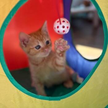 Carmella -  Domestic Short Hair Cat Available for Adoption in Lewisville, Texas - Carmella | PetCurious