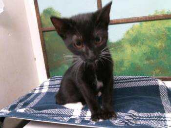ALASTON MARTIN -  Domestic Short Hair Cat for Adoption in Houston, Texas - ALASTON MARTIN | PetCurious