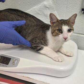 Kenny -  Domestic Short Hair Cat for Adoption in Chattanooga, Tennessee - Kenny | PetCurious