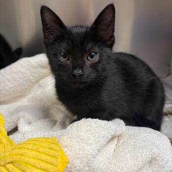 Aquata -  Domestic Short Hair Cat for Adoption in Milton, Florida - Aquata | PetCurious