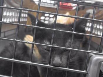 ERUPTODON -  Domestic Short Hair Cat for Adoption in Omaha, Nebraska - ERUPTODON | PetCurious