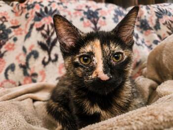Sylvie -  Domestic Short Hair Cat for Adoption in Chicago, Illinois - Sylvie | PetCurious
