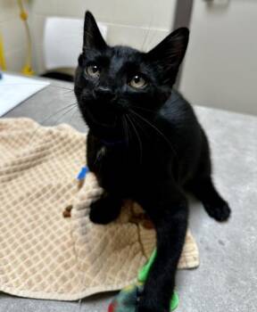 King -  Domestic Short Hair Cat for Adoption in Westland, Michigan - King | PetCurious
