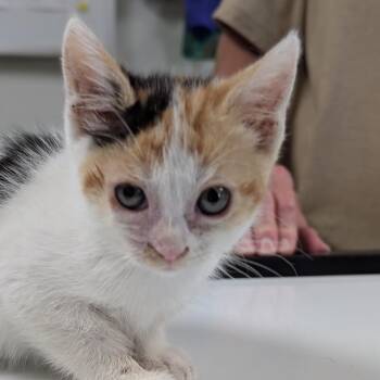 Clementine -  Domestic Short Hair Cat for Adoption in Canton, Illinois - Clementine | PetCurious