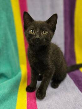 Sir Sushi -  Domestic Short Hair Cat for Adoption in Westland, Michigan - Sir Sushi | PetCurious