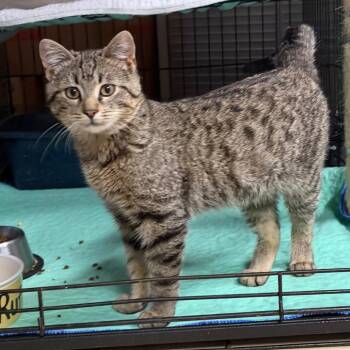 Domestic Short Hair Cats Available for Adoption - Toby | PetCurious