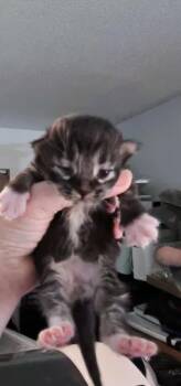 Chris Cornell -  Domestic Medium Hair Cat for Adoption in Kennewick, Washington - Chris Cornell | PetCurious