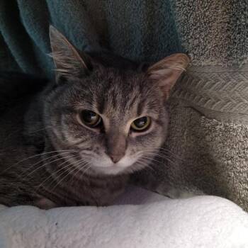 Adelaide -  Domestic Short Hair and Mixed Breed Cat for Adoption in Oshkosh, Wisconsin - Adelaide | PetCurious