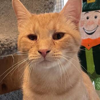 Gorgonzola -  Domestic Short Hair Cat for Adoption in Calverton, New York - Gorgonzola | PetCurious