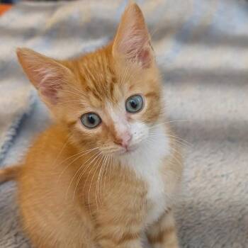 Hitchcock -  Domestic Short Hair Cat for Adoption in Dekalb, Illinois - Hitchcock | PetCurious