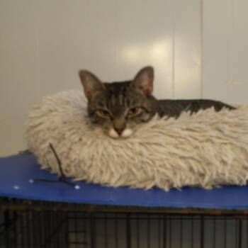 Bridgette (Bonded with Rasputin) -  Domestic Short Hair Cat for Adoption in PORT WENTWRTH, Georgia - Bridgette (Bonded With Rasputin) | PetCurious