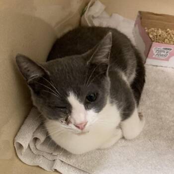 Bindi/Mercury -  Domestic Short Hair Cat for Adoption in Blue Ridge, Georgia - Bindi/Mercury | PetCurious