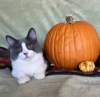 Rescue Domestic Medium Hair Cats for Adoption - Dove | PetCurious