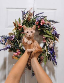 Willow -  Tabby Cat for Adoption in Goodyear, Arizona - Willow | PetCurious