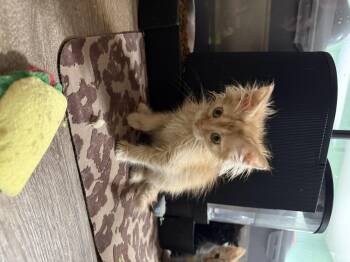 Upcoming 30 kittens in a couple weeks. -  American Shorthair Cat for Adoption in Ellington, Missouri - Upcoming 30 Kittens In A Couple Weeks. | PetCurious