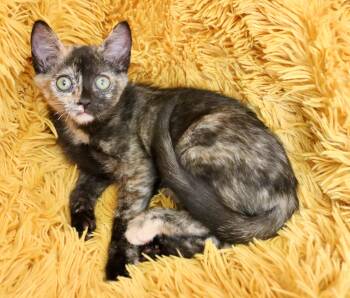 Primrose -  Tortoiseshell Cat for Adoption in St. Augustine, Florida - Primrose | PetCurious