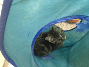 Rescue Domestic Short Hair Cats for Adoption in Brighton, Michigan - Schroder | PetCurious