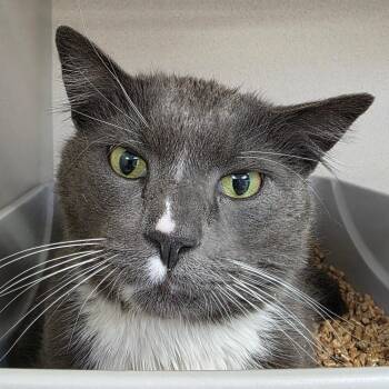 Domestic Short Hair Cats Available for Adoption in Great Falls, Montana - Socks | PetCurious