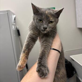 Melisandre -  Domestic Short Hair Cat Available for Adoption in Columbiana, Alabama - Melisandre | PetCurious