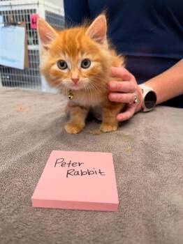 Peter Rabbit -  Domestic Short Hair Cat for Adoption in Vancouver, Washington - Peter Rabbit | PetCurious