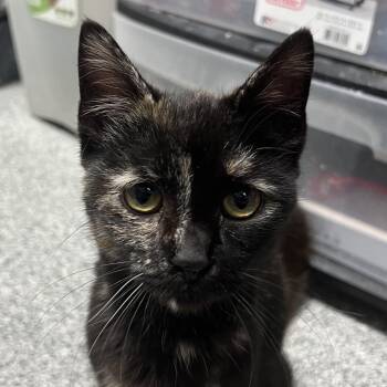 Domestic Short Hair Cats Available for Adoption in Monticello, Iowa - Pepper | PetCurious