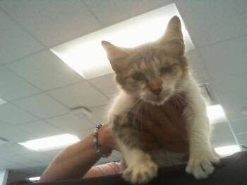 A1271092 -  Domestic Medium Hair Cat for Adoption in Charlotte, North Carolina - A1271092 | PetCurious