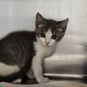 Hamlet -  Domestic Short Hair Cat for Adoption in Burlington, Iowa - Hamlet | PetCurious