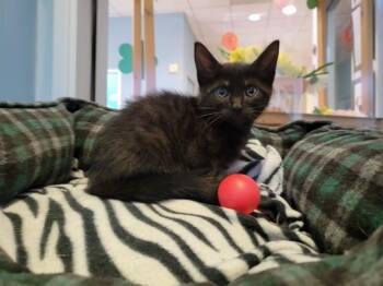 Domestic Short Hair Cats Available for Adoption in Santa Clara, California - JAY | PetCurious
