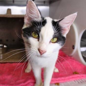 Domestic Short Hair Cats Available for Adoption in Hopkinton, Massachusetts - Zella | PetCurious