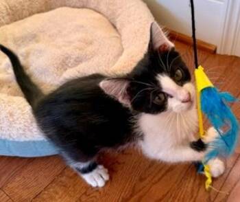 June -  Domestic Short Hair Cat for Adoption in Quakertown, Pennsylvania - June | PetCurious