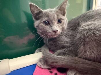 Lexy -  Domestic Short Hair Cat for Adoption in Powell, Ohio - Lexy | PetCurious