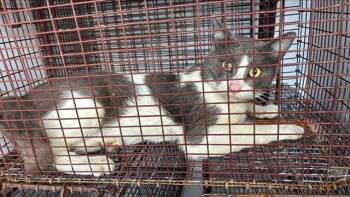 A657619 -  Domestic Short Hair Cat for Adoption in Houston, Texas - A657619 | PetCurious