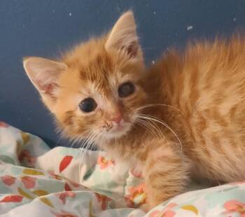 DAHLIA -  Tabby Cat for Adoption in Elgin, South Carolina - DAHLIA | PetCurious