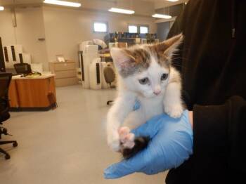 A1407380 -  Domestic Short Hair Cat for Adoption in San Jose, California - A1407380 | PetCurious