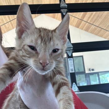 Tutti 1 -  Domestic Short Hair Cat for Adoption in Leander, Texas - Tutti 1 | PetCurious