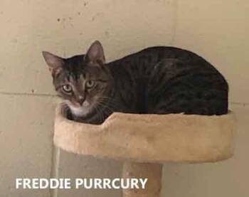 Rescue Domestic Short Hair Cats for Adoption in Washington, Georgia - Freddie Purrcury | PetCurious