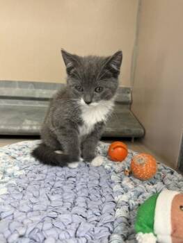 61827254 -  Domestic Short Hair Cat for Adoption in Elko, Nevada - 61827254 | PetCurious