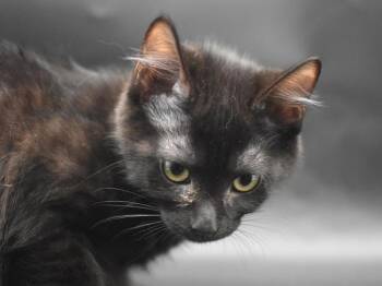 Visor -  Domestic Short Hair Cat for Adoption in Portland, Oregon - Visor | PetCurious