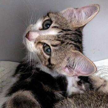 Elsa -  Domestic Short Hair Cat for Adoption in Austin, Texas - Elsa | PetCurious